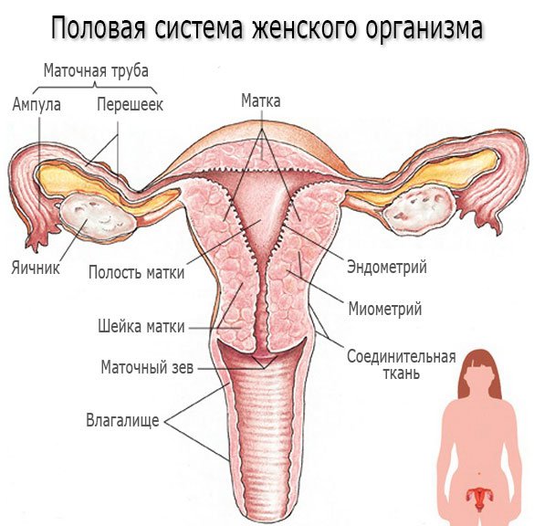 Аднексит – симптомы, причины, виды и лечение аднексита