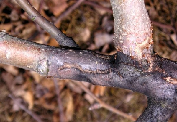 5 hlavních důvodů hniloby stromů na zahradě