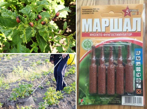 Применение препарата Маршал в борьбе с вредителями сада и огорода