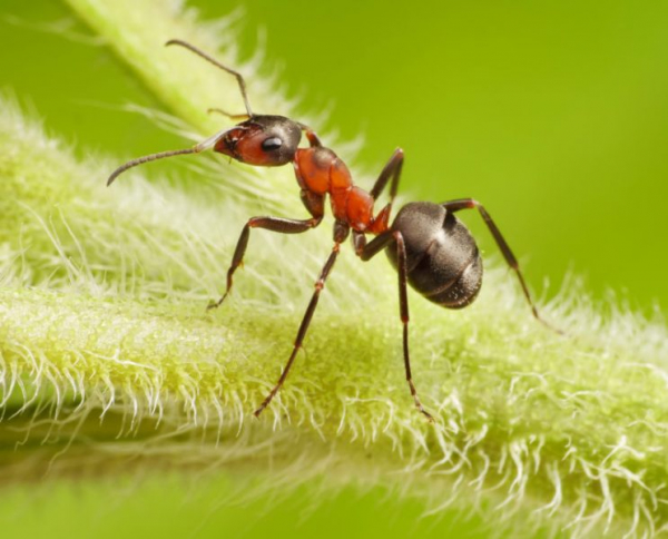 Избавляемся от муравьёв и тли с помощью дегтярного мыла: одно средство против 2-х вредителей