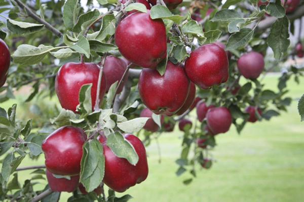 В чем секрет урожайности яблони Ред Чиф