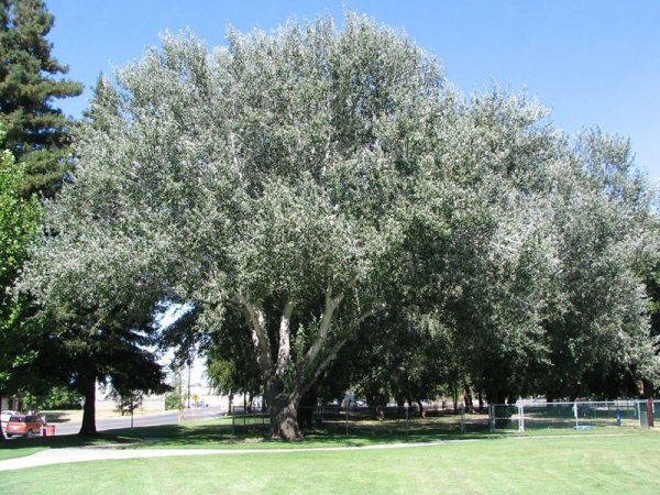 Как вырастить величественное и грациозное дерево тополь белый на своем участке