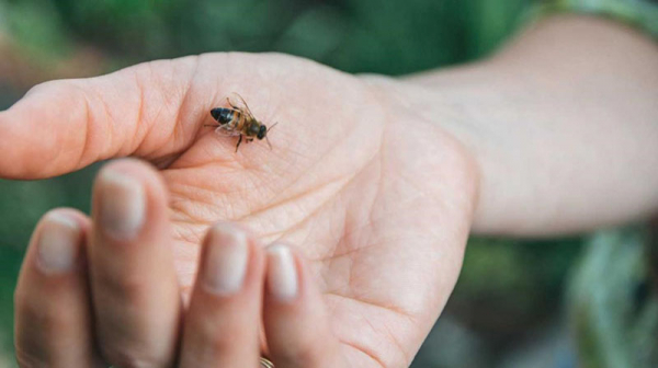 Показания к применению апитерапии – что лечат пчелиные укусы