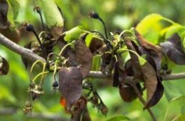Боремся с почернением и скручиванием листьев груши