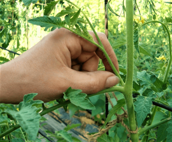 Как ухаживать за помидорами в июле: 7 секретов богатого урожая