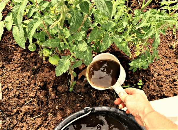 Как ухаживать за помидорами в июле: 7 секретов богатого урожая