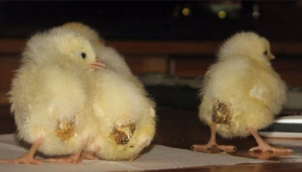Чем опасен пуллороз цыплят, как он проявляется и чем лечить