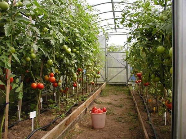 Когда и какие удобрения для томатов в теплице лучше всего использовать