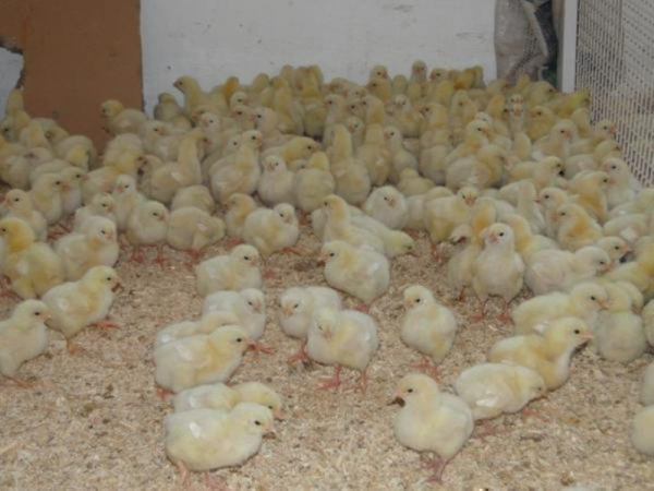 Чем опасен пуллороз цыплят, как он проявляется и чем лечить
