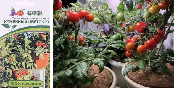 Горшечные сорта и гибриды томатов для домашнего огорода