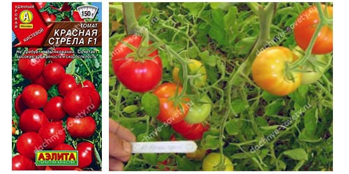 Низкорослые сорта и гибриды томатов, устойчивые к кладоспориозу