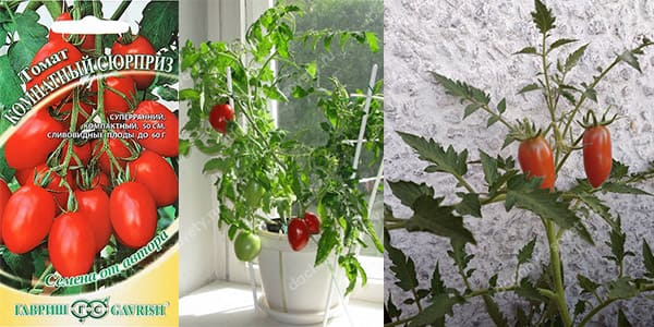 Горшечные сорта и гибриды томатов для домашнего огорода