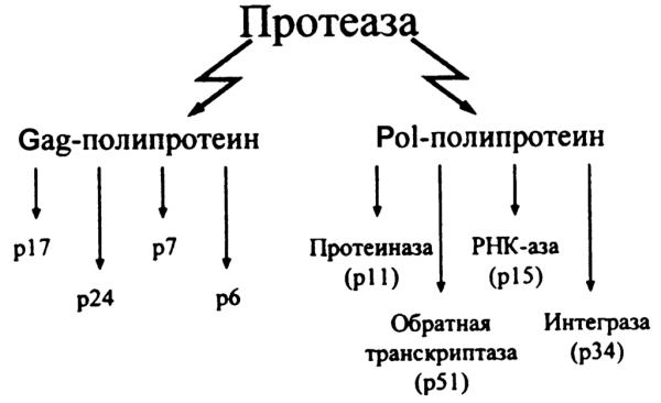 Что такое протеаза?