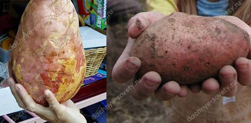 Можно ли сажать картофель на одном месте каждый год? Как его правильно выращивать?