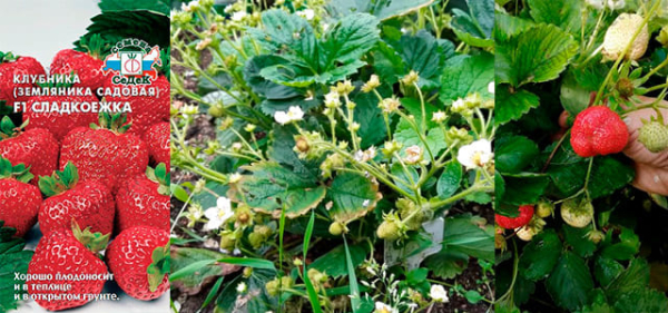 10+ сортов клубники, устойчивой к болезням, можно вырастить из семян